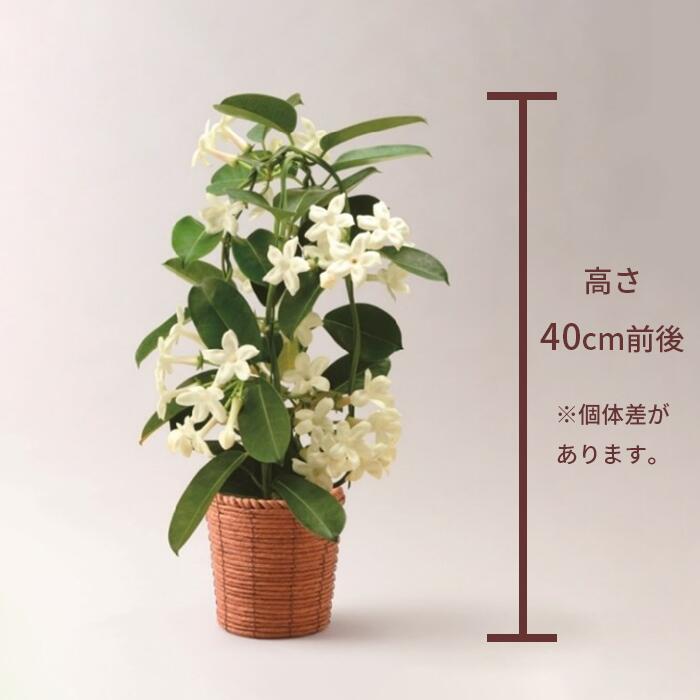 マダガスカルジャスミン 4号 鉢植え インテリア 植物 バスケット おしゃれ 小型 小さい 自宅 お家 おうち時間 お中元 お祝い 祝い 御祝 開店祝 開業祝 オープン 新築 引越 結婚 新生活 引越し プレゼント ギフト 男性 女性 育てやすい 本物 室内 木