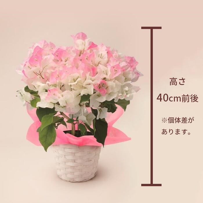 ブーゲンビレア ブライダルピンク 5号 鉢植え インテリア 植物 バスケット おしゃれ 小型 小さい 自宅 お家 おうち時間 お中元 お祝い 祝い 御祝 開店祝 開業祝 オープン 新築 引越 結婚 新生活 引越し プレゼント ギフト 男性 女性 育てやすい 本物 室内
