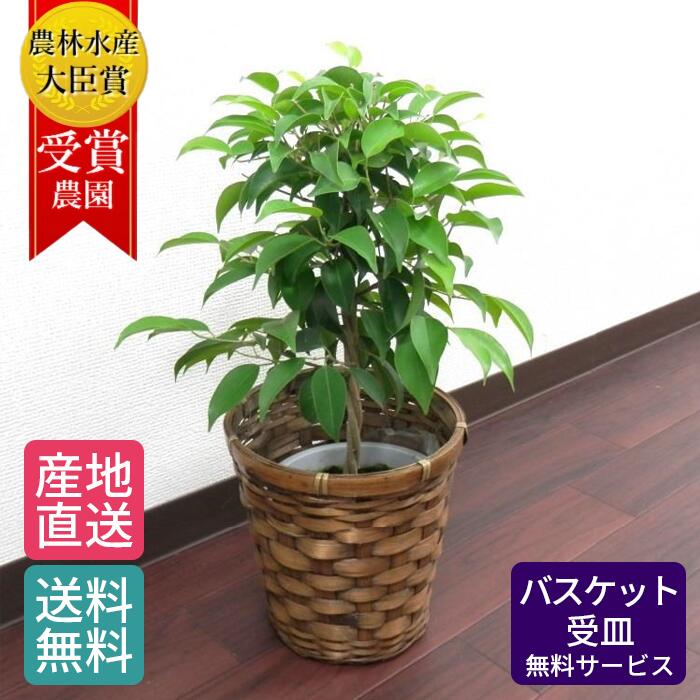 ベンジャミン 5号 観葉植物 鉢植え インテリア グリーン 植物 バスケット おしゃれ 小型 小さい 自宅 お家 おうち時間 お中元 お祝い 祝い 御祝 開店祝 開業祝 オープン 新築 引越 結婚 新生活 引越し プレゼント ギフト 男性 女性 育てやすい 本物