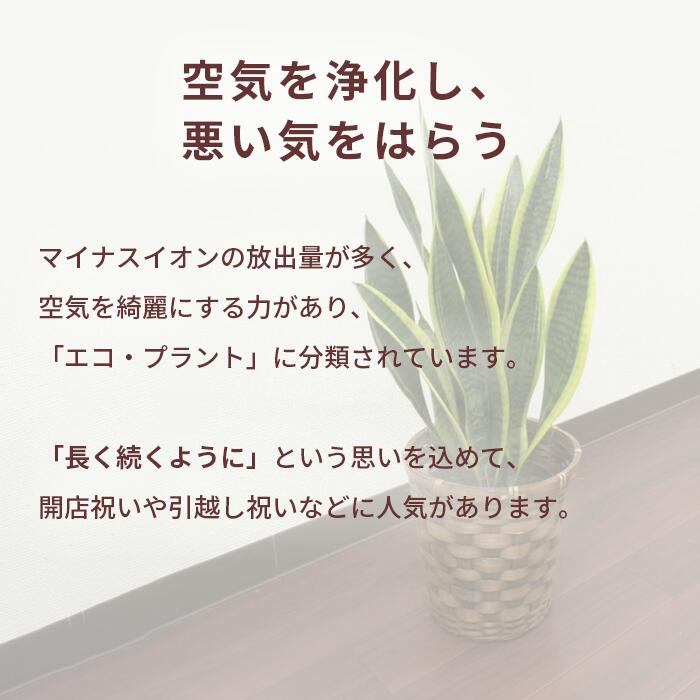 サンスベリア 5号 観葉植物 鉢植え インテリア グリーン 植物 バスケット おしゃれ 小型 小さい 自宅 お家 おうち時間 お中元 お祝い 祝い 御祝 開店祝 開業祝 オープン 新築 引越 結婚 新生活 引越し プレゼント ギフト 男性 女性 育てやすい 本物