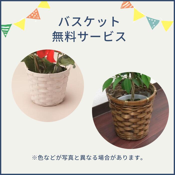 サンスベリア 5号 観葉植物 鉢植え インテリア グリーン 植物 バスケット おしゃれ 小型 小さい 自宅 お家 おうち時間 お中元 お祝い 祝い 御祝 開店祝 開業祝 オープン 新築 引越 結婚 新生活 引越し プレゼント ギフト 男性 女性 育てやすい 本物