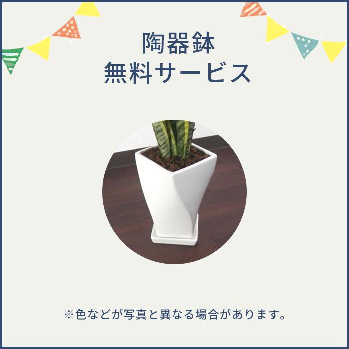 サンスベリア 6号 観葉植物 鉢植え インテリア グリーン 植物 陶器鉢 おしゃれ 小型 小さい 自宅 お家 おうち時間 お中元 お祝い 祝い 御祝 開店祝 開業祝 オープン 新築 引越 結婚 新生活 引越し プレゼント ギフト 男性 女性 育てやすい 本物