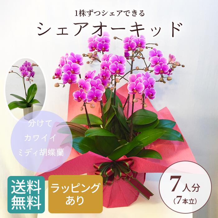 ラッピング済み シェア オーキッド 8号7f 7人分 ミディ 胡蝶蘭 水やり忘れ防止 花 プレゼント お祝い 鉢花 鉢植え フラワー ギフトに喜ばれる 誕生日プレゼント パーティー 発表会 開店祝い オープン記念 記念日 女性 母 祖母 ギフト 結婚 妻 新築祝い 室内 Zets Co Il