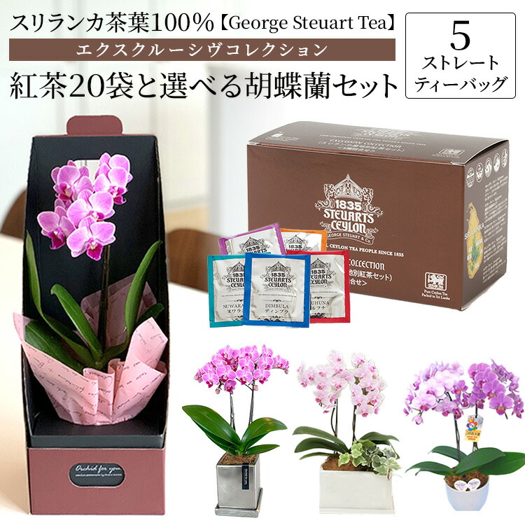 George Steuart Tea エクスクルーシヴコレクション 紅茶20袋入りBOXと選べる胡蝶蘭のセット ギフト ミディ胡蝶蘭 ミニ胡蝶蘭 スリランカ茶葉100% ５ストレートティーバッグ