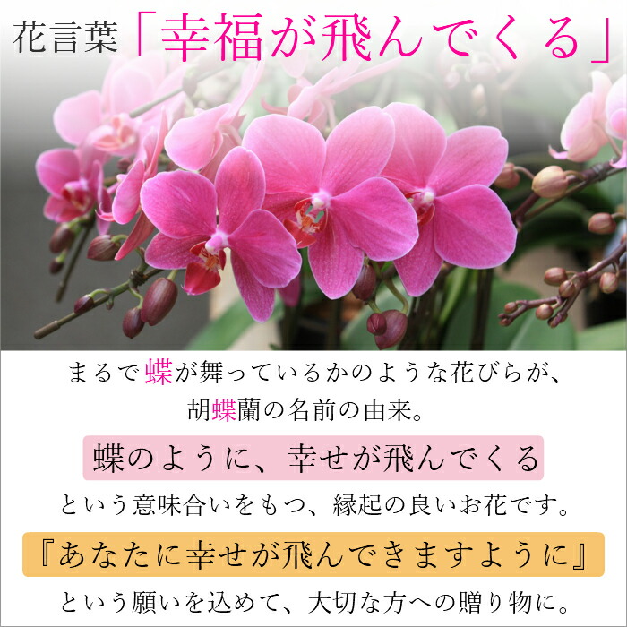 人気ブランドを ミディ 胡蝶蘭 15本立 10号 蘭千世界 ピンク 白 生花 花 誕生日 プレゼント ギフト ミニ胡蝶蘭 ミディ胡蝶蘭 お祝い 祝い 御祝  開店祝い 開業祝い 移転祝い fucoa.cl