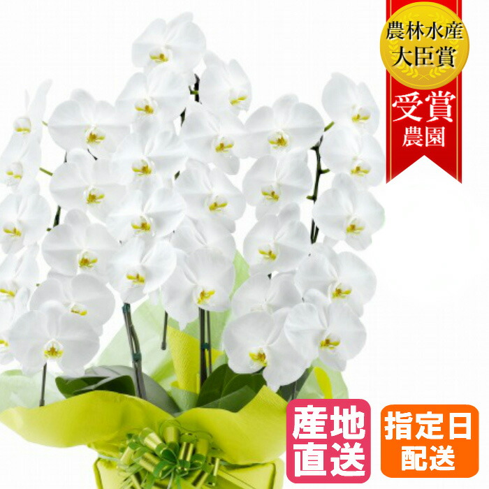 楽天市場】ギフト 花 プレゼント 胡蝶蘭 大輪 3本立 30輪以上 白 退職