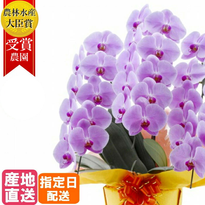 胡蝶蘭 大輪 3本立 30輪以上 ピンク 生花 花 誕生日 プレゼント 感謝 ギフト 女性 お祝い 祝い 御祝 開店祝い 開業祝い 移転祝い 新築祝い 周年 祝い 当選祝い 就任祝い｜Tokyo small gift