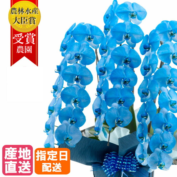 数限定❗️ブルー系胡蝶蘭❤️3種 楽天市場】胡蝶蘭 大輪 ネイビー / ブルー 3本立 33輪以上