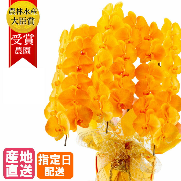 楽天市場】胡蝶蘭 大輪 オレンジ 3本立 27輪以上 MIYABI / 最高級 大輪