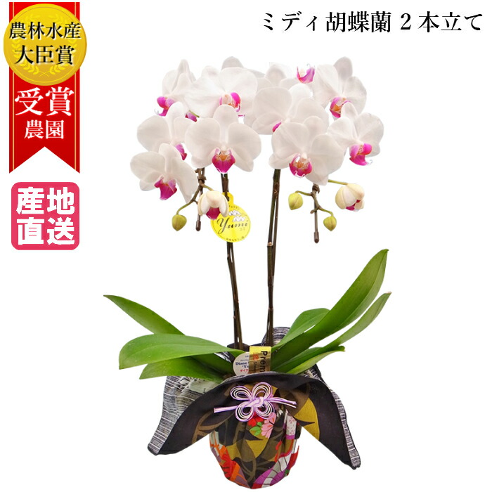 4号 白 花 お歳暮花 ガーデン Diy 週に1度の水やり 室内ok 人気のフラワーギフト 長寿祝い 2本立 長持ち お手入れ簡単 クリスマス お彼岸 産地直送 喜寿 ホワイト ミディ胡蝶蘭 椎名洋ラン園 お供え 古希 米寿 傘寿 ミディ胡蝶蘭 2本立 4号 ホワイト 白 風呂敷包み