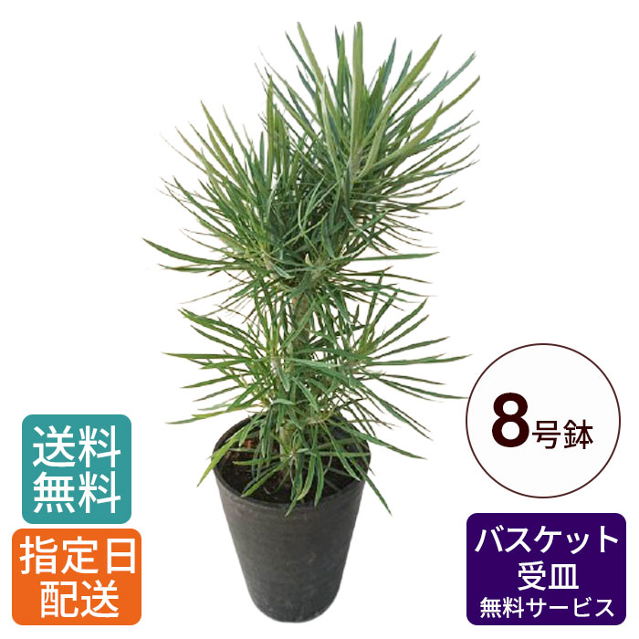 幸運を呼ぶ植物 モンキーツリー 多肉植物 セネシオ 観葉植物 