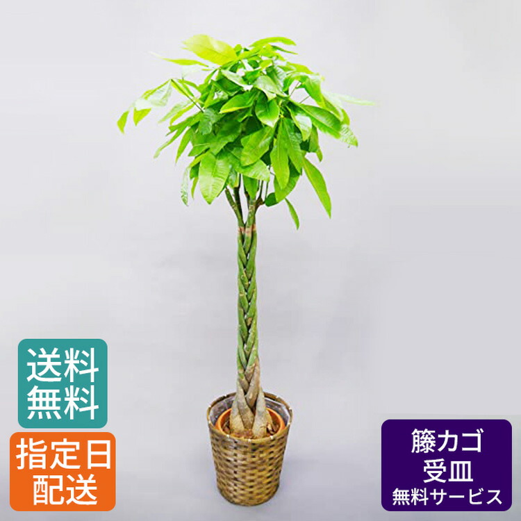 【楽天市場】観葉植物 パキラ 10号 籐カゴ 受皿付き 発財樹 money