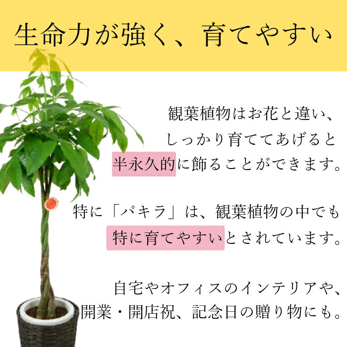 値引きする 楽天市場 観葉植物 パキラ 10号 鉢植え インテリア グリーン 植物 鉢 おしゃれ 大型 お祝い 祝い 御祝 開店祝 開業祝 オープン 新築 引越 結婚 新生活 引越し プレゼント ギフト 男性 女性 カゴ付き 育てやすい 本物 室内 木 高級