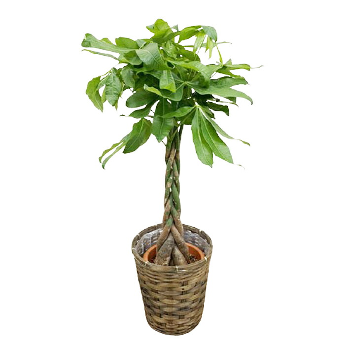 観葉植物 大型 パキラ 7号 鉢植え カゴ付き 受け皿付き 大きい 大 おしゃれ 育てやすい 本物 立祝い 開店祝い 開所祝い 開業祝い 移転祝い 新築 祝い 引越し祝い 結婚祝い 出産祝い 内祝い 誕生日 記念 室内 オープン Crunchusers Com 観葉植物 大型 パキラ 7号 鉢植え カゴ付き 受け皿付き 大きい 大 おしゃれ 育てやすい 本物 立祝い 開店祝い 開所祝い 開業祝い 移転祝い 新築 祝い 引越し祝い 結婚祝い 出産祝い 内祝い 誕生日 記念 室内 オープン Crunchusers Com