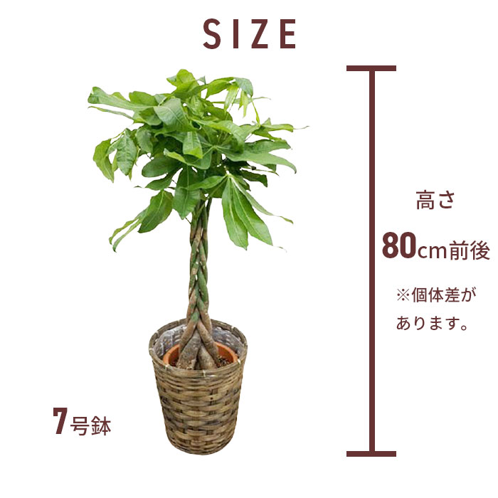 観葉植物 大型 パキラ 7号 鉢植え カゴ付き 受け皿付き 大きい 大 おしゃれ 育てやすい 本物 立祝い 開店祝い 開所祝い 開業祝い 移転祝い 新築祝い 引越し祝い 結婚祝い 出産祝い 内祝い 誕生日 記念 室内 オープン Maisons Coudrelle Fr