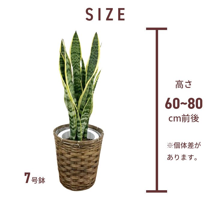 観葉草木 大型 サンセベリア 7ナンバー 頭蓋骨植え ファーニチャー 翠緑 植物 鉢 お洒落 大型 お祝宴い 祝賀会 御祝 開店祝 開業祝 公公然たる 建立 移転 縁定め 耳あたらしい暮らし 家渡り お土産 付届け 男性 夫人 カ Hotjobsafrica Org