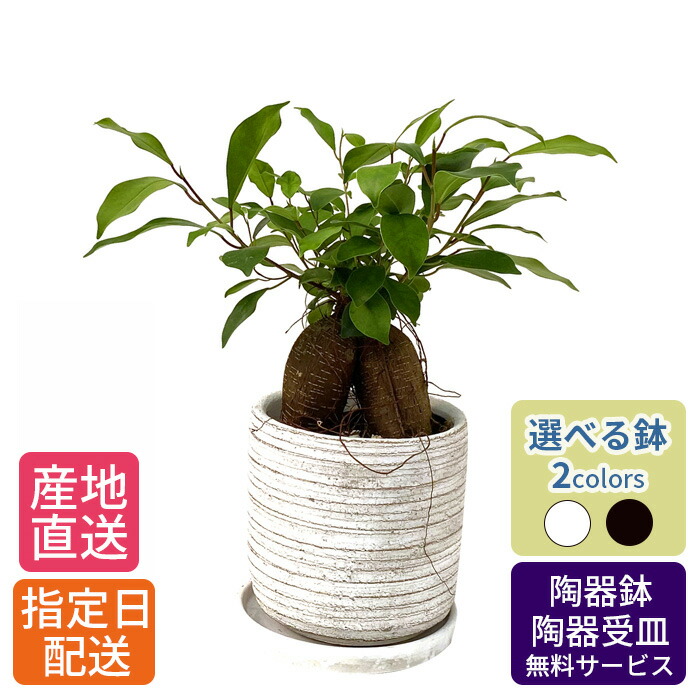 商いものすがた絵差し上げ物社会的運動 花・観葉植物-観葉植物-花・ガーデン・DIY