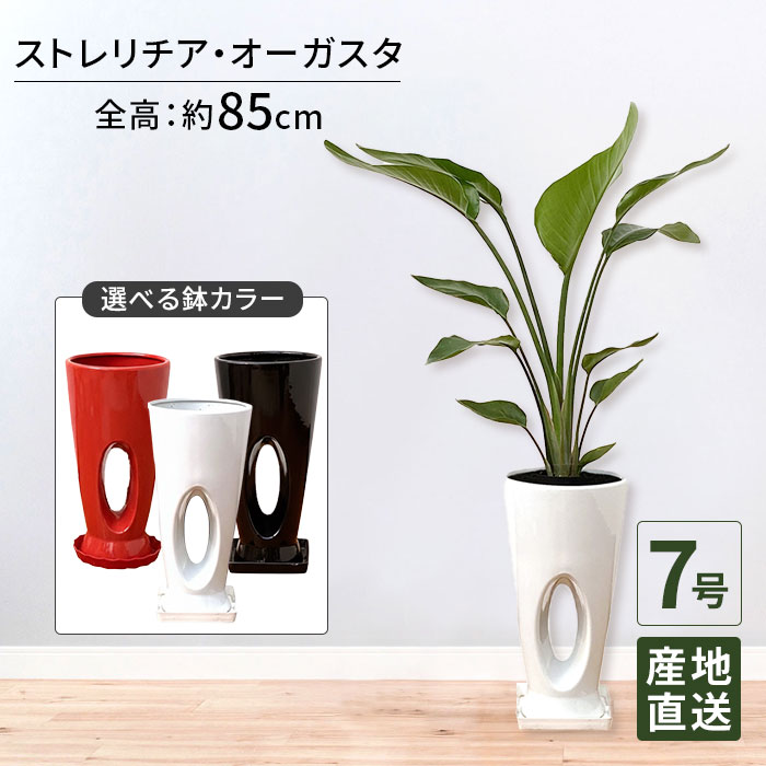 観葉植物 ストレリチア オーガスタ 7号 穴高陶器 / 鉢 おしゃれ 鉢植え 大 大型 大きい インテリア 室内用 植物 本物 陶器鉢 自宅 御祝 開業祝 オープン 新築 引越し プレゼント お中元 ギフト｜Tokyo small gift