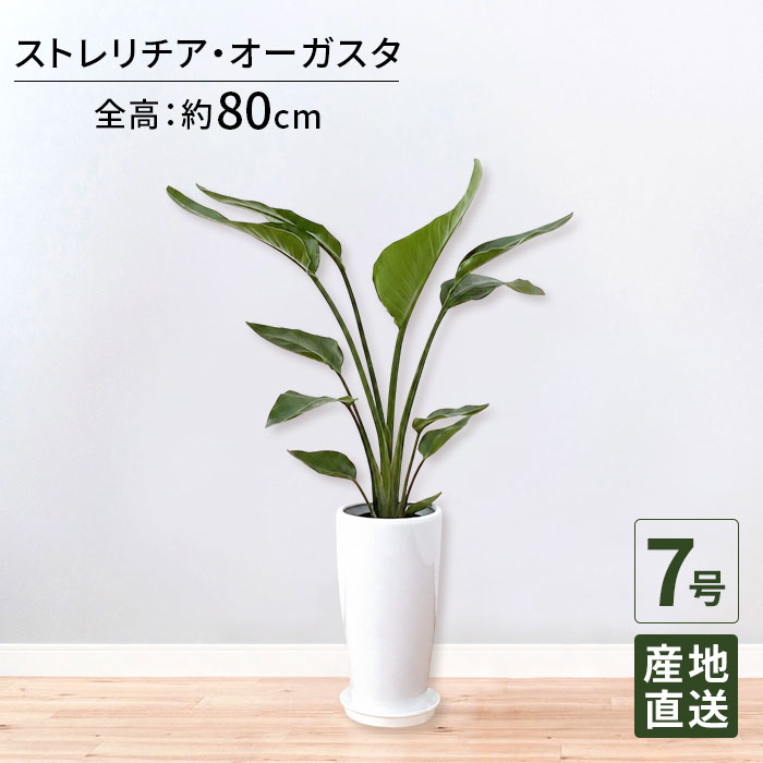 観葉植物 ストレリチア オーガスタ7号 丸陶器ロング 白/鉢 鉢植え 大 大型 大きい インテリア 植物 陶器鉢 自宅 御祝 開業祝 オープン 引越し プレゼント ギフト|Tokyo small gift