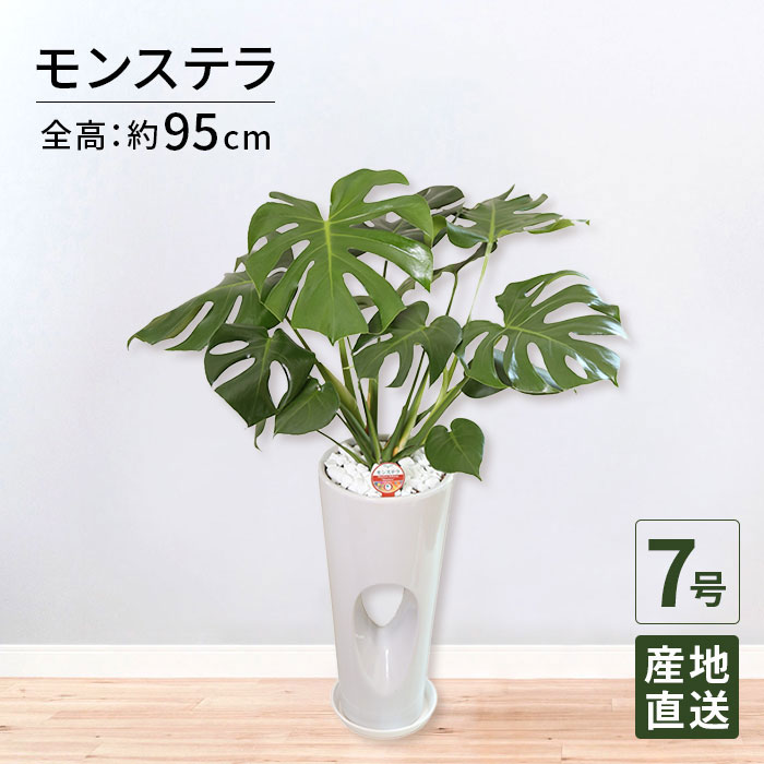観葉植物 モンステラ 7号 穴高陶器 / 鉢 おしゃれ 鉢植え 大 大型 大きい インテリア 室内用 植物 本物 陶器鉢 自宅 お祝い 御祝 開業祝 オープン 新築 引越し 結婚 新生活 プレゼント お中元 ギフト｜Tokyo small gift