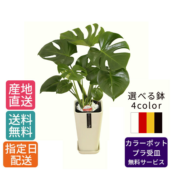 楽天市場】観葉植物 希少！ モンステラ スパイダー 4号鉢 観葉