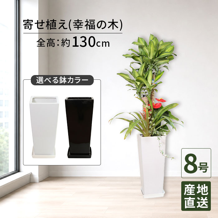 観葉植物 寄せ植え ( 幸福の木 ) 8号 角高陶器/鉢植え 大 大型 大きい インテリア 植物 自宅 祝い 御祝 開業祝 オープン 新築 引越し 新生活 プレゼント ギフト｜Tokyo small gift