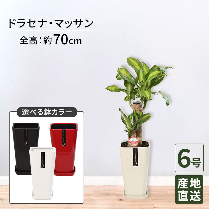 観葉植物 ドラセナ マッサン 幸福の木 6号 カラ—ポット / 鉢 おしゃれ 鉢植え 小 小さい インテリア 室内用 植物 本物 自宅 お祝い 御祝 開業祝 オープン 新築 引越し 結婚 新生活 プレゼント 御中元 中元 ギフト|Tokyo small gift