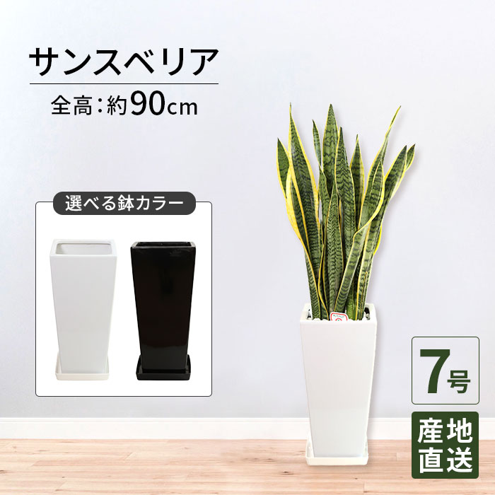 商いものすがた絵差し上げ物社会的運動