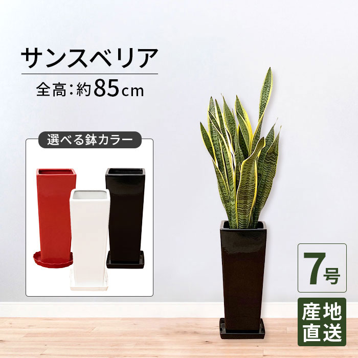 観葉植物 サンスベリア 7号 角陶器スリム / サンセベリア トラノオ 鉢 おしゃれ 鉢植え 大 大型 大きい インテリア 室内用 植物 本物 自宅 お祝い 開業祝 オープン 新築 引越し 結婚 新生活 プレゼント お中元 12,576円