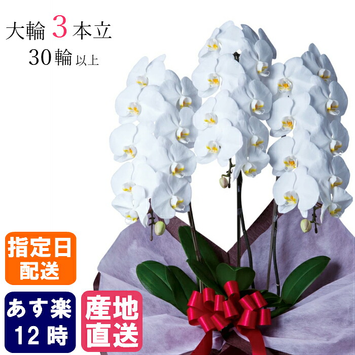 胡蝶蘭 大輪 白 3本立 30輪以上 2L 大輪胡蝶蘭 胡蝶蘭 就任祝い 退職 お祝い 胡蝶蘭 開店祝い 退職祝い 誕生日 生花 ラン 花 誕生日 プレゼント 女性 ギフト 引越祝い 新築祝い 周年 開業祝い お中元|Tokyo small gift