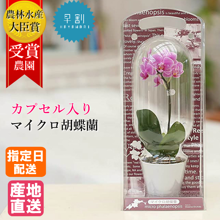 激安通販ショッピング ギフトに花のプレゼント ピンク ミニ胡蝶蘭 開店祝いに 生花