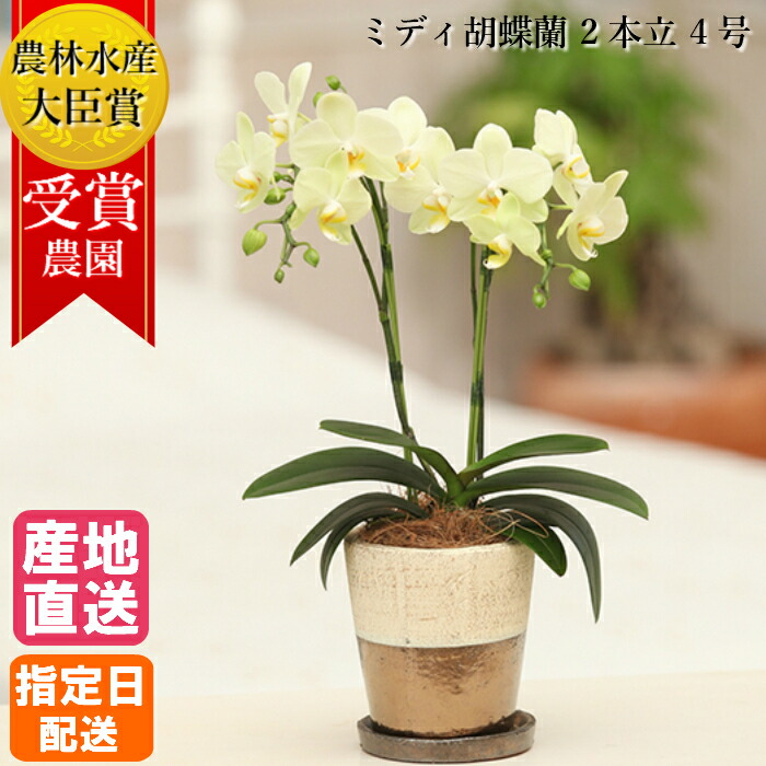 最高の ミディ胡蝶蘭 2本立 4号 イエロー ゴールドクラック鉢 花 鉢植え ギフト プレゼント 胡蝶蘭 花鉢 鉢花 生花 ラン お花 ミニ胡蝶蘭 小さい 配送日指定 誕生日 開業祝い 移転祝い 還暦祝い お祝い 古希 喜寿 米寿 クリスマス お供え 祝い 売れ筋 Cisco Edu Mn