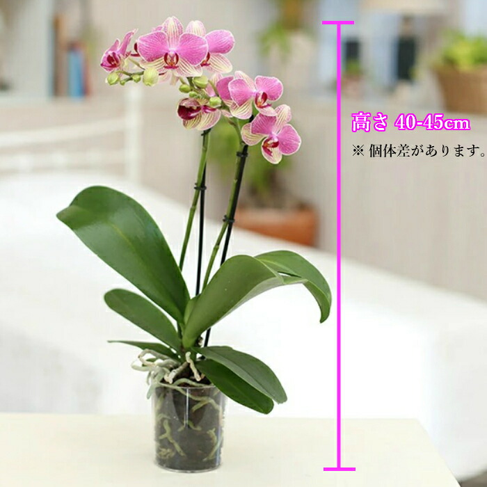 楽天市場 ミディ 胡蝶蘭 2本立 ダブル プラスチックポット In Your Room ピンク 花 鉢植え ギフト プレゼント 胡蝶蘭 マイクロ 胡蝶蘭 花鉢 鉢花 生花 ラン お花 送料無料 ミニ胡蝶蘭 小さ 敬老の日 おじいちゃん おばあちゃん プレゼント 贈り物 Hana Marche 楽天市場 ミディ 胡蝶蘭 2本立 ダブル プラスチックポット In Your Room ピンク 花 鉢植え ギフト プレゼント 胡蝶蘭 マイクロ 胡蝶蘭 花鉢 鉢花 生花 ラン お花 送料無料 ミニ胡蝶蘭 小さ 敬老の日 おじいちゃん おばあちゃん プレゼント 贈り物 Hana Marche