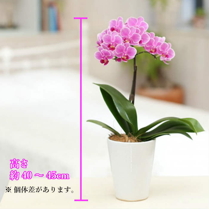 楽天市場 ミディ胡蝶蘭 1本立 陶器鉢 4号 ピンク 花 鉢植え ギフト プレゼント 胡蝶蘭 マイクロ胡蝶蘭 花鉢 鉢花 生花 ラン お花 送料無料 小さい 誕生日 贈り物 母 義母 女性 還暦祝い お祝い 祝い 古希 喜寿 米寿 傘寿 お供え いい夫婦の日