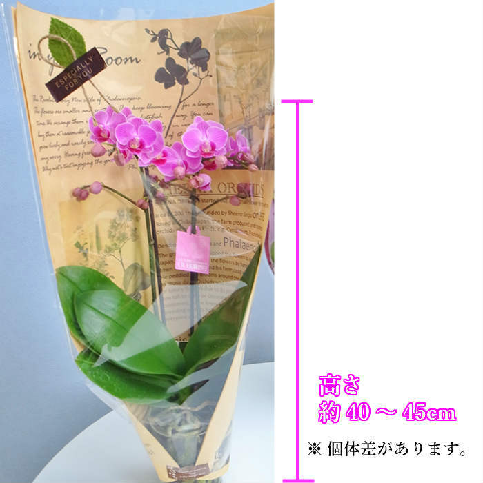 ミディ 胡蝶蘭 2本立 陶器 鉢 3 5号 ピンク ホワイト 花 鉢植え ギフト プレゼント 胡蝶蘭 花鉢 鉢花 生花 ラン お花 送料無料 小さい 誕生日 贈り物 母 義母 女性 還暦祝い お祝い 敬老の日 おじいちゃん おばあちゃん プレゼント 贈り物