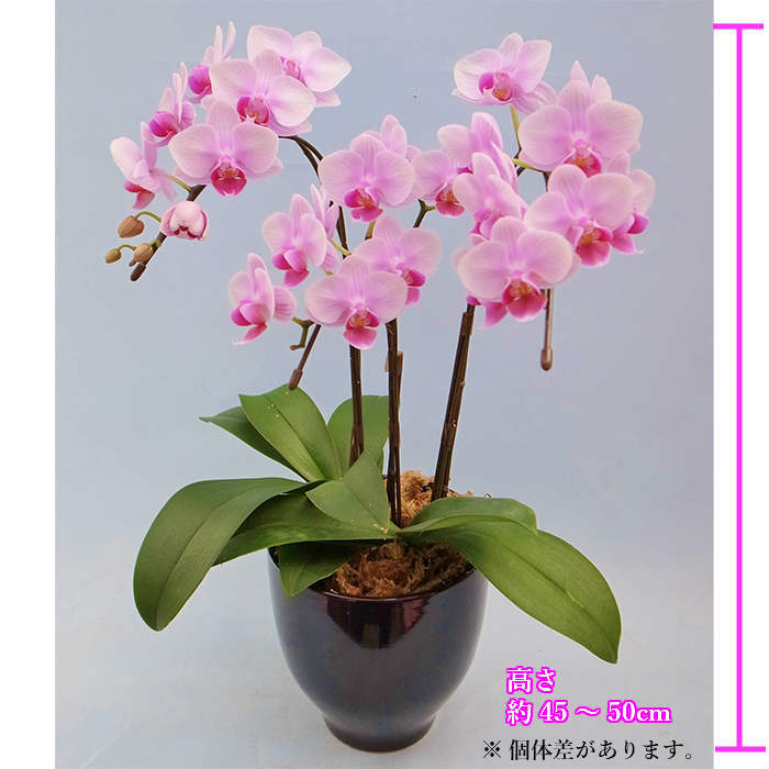 テーブル 胡蝶蘭 3本立 4 5号 陶器 鉢 ピンク 花 プレゼント お祝い 祝い 鉢花 鉢植え フラワー ギフトに喜ばれる 誕生日プレゼント ギフト 記念日 女性 母 祖母 新築祝い 室内 プレゼ 敬老の日 おじいちゃん おばあちゃん プレゼント 贈り物 Sermus Es
