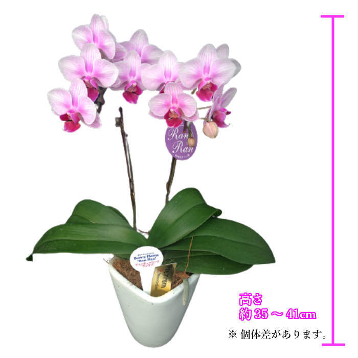 父の日 お中元 夏ギフト 早割 テーブル胡蝶蘭 2本立 陶器鉢 3号 ピンク 小タイプ 花 鉢植え ギフト プレゼント 胡蝶蘭 マイクロ胡蝶蘭 花鉢 鉢花 生花 ラン お花 送料無料 小さい 誕生日 贈り物 母 義母 女性 還暦祝い お祝い 祝い お供え