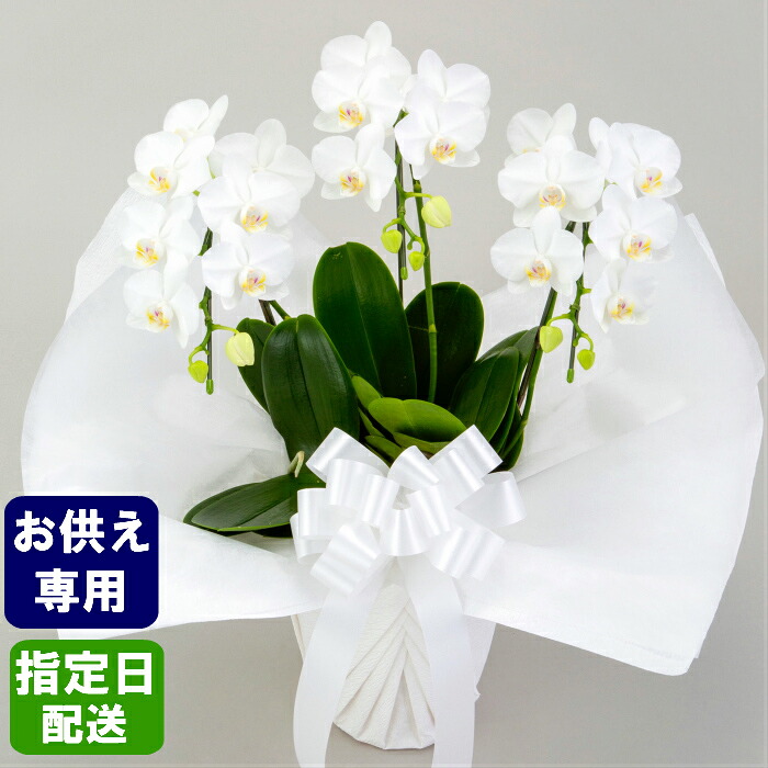 人気が高い お供え ミディ胡蝶蘭 3本立 花 白 お悔やみ 枕花 仏花 献花 供花 通夜 葬儀 告別式 法要 仏事 仏壇 命日 法事 ご供養 献花 鉢植え指定日配送 一周忌 三回忌 七回忌 十三回忌 年忌 初七日 四十九日 49日 百か日 祥月命日
