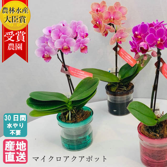 楽天市場 マイクロ 胡蝶蘭 アクアポット ピンク 花 鉢植え ギフト プレゼント 胡蝶蘭 花鉢 ラン お花 送料無料 小さい 誕生日 贈り物 母 義母 女性 還暦祝い お祝い 祝い 古希 喜寿 米寿 敬老の日 プレゼント 贈り物 Hana Marche