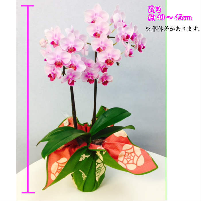 超歓迎 楽天市場 ミディ胡蝶蘭 2本立 4号 風呂敷包み 選べる2色の花色 ピンク ホワイト お祝い お供え 花 お花 鉢植え ギフト プレゼント 高級 花鉢 鉢花 生花 胡蝶蘭 ミニ胡蝶蘭 送料無料 配送日指定 誕生日 開店祝い 開業祝い 移転祝い お悔やみ お供え花 命日 四