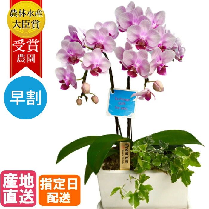 楽天市場】コチョウラン（ミニ胡蝶蘭：トウガラシ） 8.5号 陶器鉢 1鉢