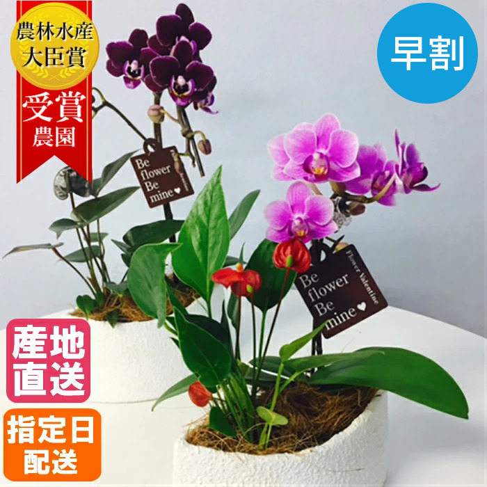 楽天市場 マイクロ 胡蝶蘭 アンスリウム 寄せ植え マウント鉢 4号 観葉植物 花 鉢 鉢植え ギフト プレゼント 胡蝶蘭 花鉢 鉢花 生花 ラン お花 送料無料 ミニ胡蝶蘭 小さい 配送日指定 記念 開店祝い 新盆 盆 帰省 土産 オリンピック 祝 Hana