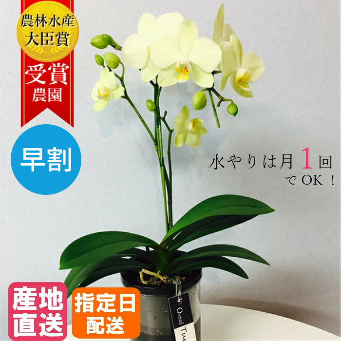 ミディ 胡蝶蘭 1本立 タンブラー ポット4号 イエロー 黄色 傘寿 米寿 / 花 プレゼント ギフト ミニ胡蝶蘭 ミディ胡蝶蘭 お祝い 花 生花 鉢花 鉢植え フラワー プレゼント お中元