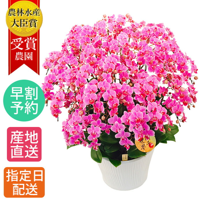楽天市場 早割予約 お歳暮 冬ギフト 胡蝶蘭 お祝い 鉢植え 花 ギフト 胡蝶蘭 ミディ 本立 13号 蘭千世界 ピンク 花鉢 プレゼント 生花 ラン お花 ミニ胡蝶蘭 ミディ胡蝶蘭 ミニ 小 鉢花 贈り物 義母 60代 母 お祝 Hana Marche