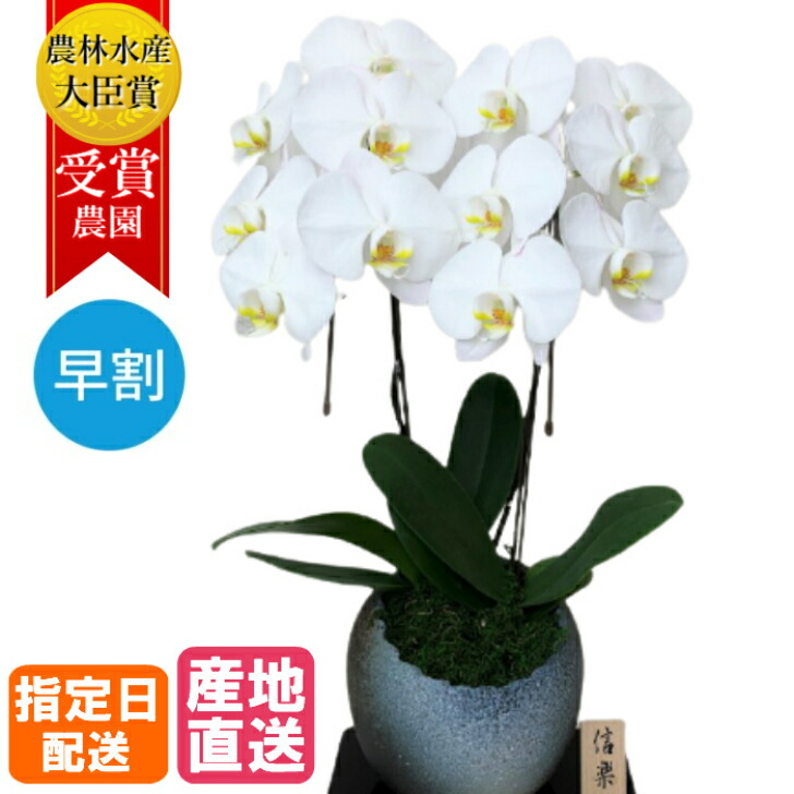 お中元 夏時戴き物 早取高 大環状 蝶蘭 白色 2本立 12輪 信楽焼 大輪胡蝶蘭 生盛り 花 限局デート配送 御降誕日 贈品 ギフト 婦女子 お祭式い 慶び事 御祝 建設祝い リロケーション祝い 落成祝い 上場祝い Marchesoni Com Br