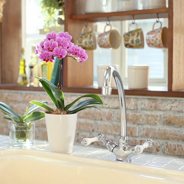 ミディ 胡蝶蘭 1本立 陶器 鉢 4号 ピンク 花 鉢植え ギフト プレゼント 胡蝶蘭 マイクロ 胡蝶蘭 花鉢 鉢花 生花 ラン お花 送料無料 小さい 誕生日 贈り物 母 義母 女性 還暦祝い お 敬老の日 おじいちゃん おばあちゃん プレゼント ミディ 胡蝶蘭 1本立 陶器 鉢 4号 ピンク 花 鉢植え ギフト プレゼント 胡蝶蘭 マイクロ 胡蝶蘭 花鉢 鉢花 生花 ラン お花 送料無料 小さい 誕生日 贈り物 母 義母 女性 還暦祝い お 敬老の日 おじいちゃん おばあちゃん プレゼント