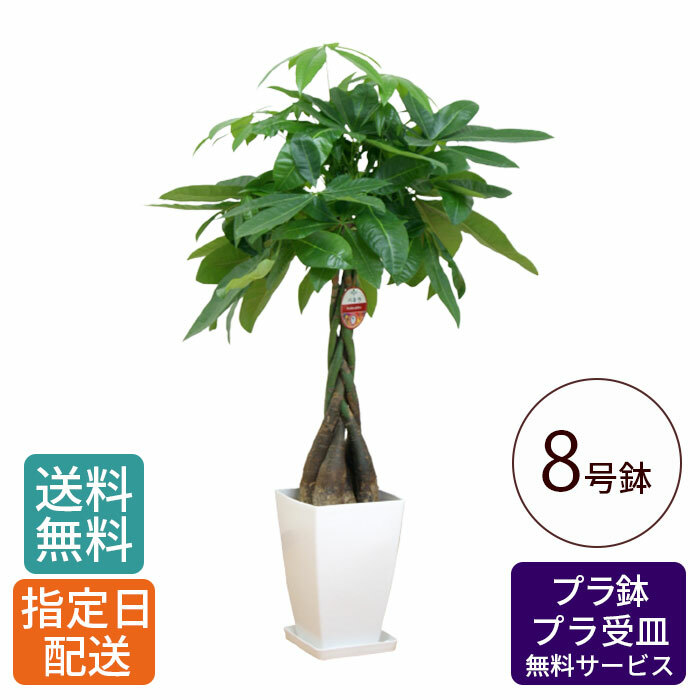 観葉植物 パキラ 8号 角プラ 発財樹 money tree 鉢 鉢植え 大 大型 大きい インテリア グリーン 植物 おしゃれ シンプル 自宅  お祝い 祝い 御祝 開業祝 オープン 新築 新生活 引越し プレゼント 御中元 中元 ギフト 買い誠実