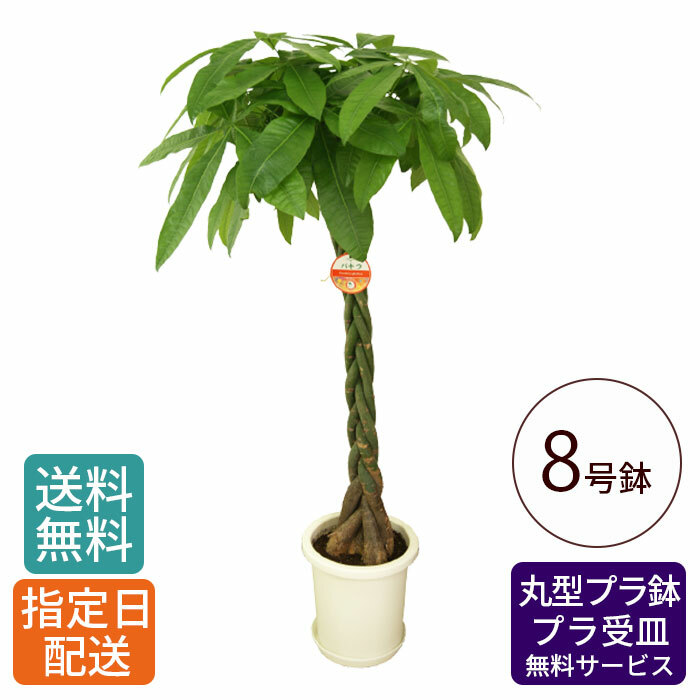 観葉植物 パキラ 8号 鉢 発財樹 ギフト 御中元 グリーン お祝い 新生活 大きい 自宅 中元 植物 シンプル 新築 大型 おしゃれ 御祝  インテリア 大 祝い 鉢植え プレゼント money 開業祝 引越し オープン tree 丸プラ