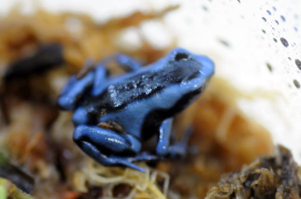 楽天市場 Dendrobtes Auratus Blue マダラヤドクガエル ブルー 昆虫専門店ホビー倶楽部