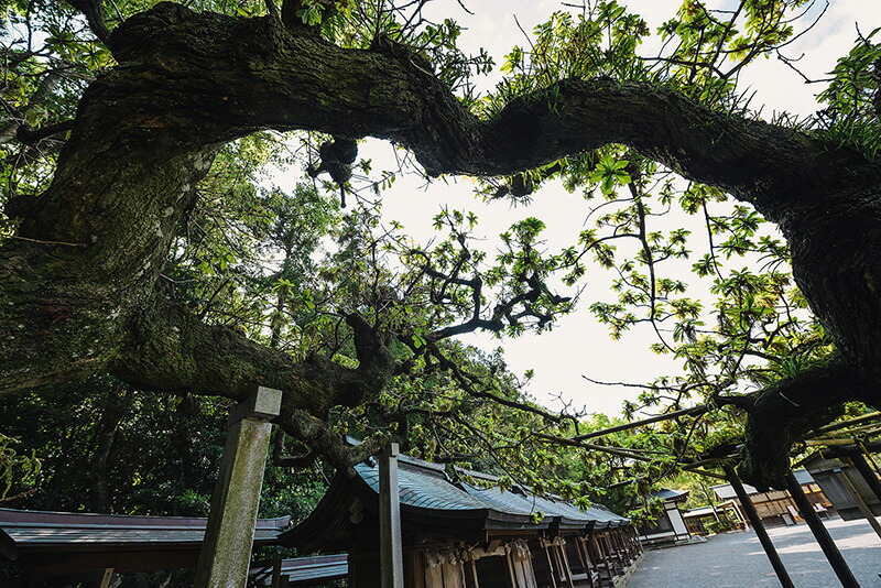 高い素材 楽天市場 アートパネル アートフレーム 壁掛け インテリア Artmart アートマート アートポスターやアートボード ファブリックパネルで部屋をおしゃれに モダン アンティーク 北欧 花 海 絵 写真 ポスター イラスト モノクロ モノトーン 自然 木 56 趣味